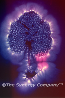 Kirlian Image